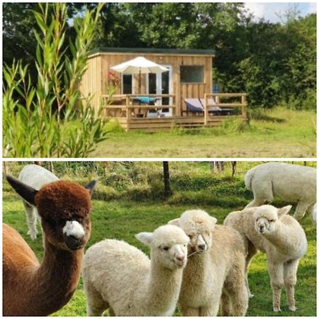 Dartmoor Reach Alpaca Farm Heated Cabins 5 Mins Drive To Dartmoor Bovey Tracey Ngoại thất bức ảnh