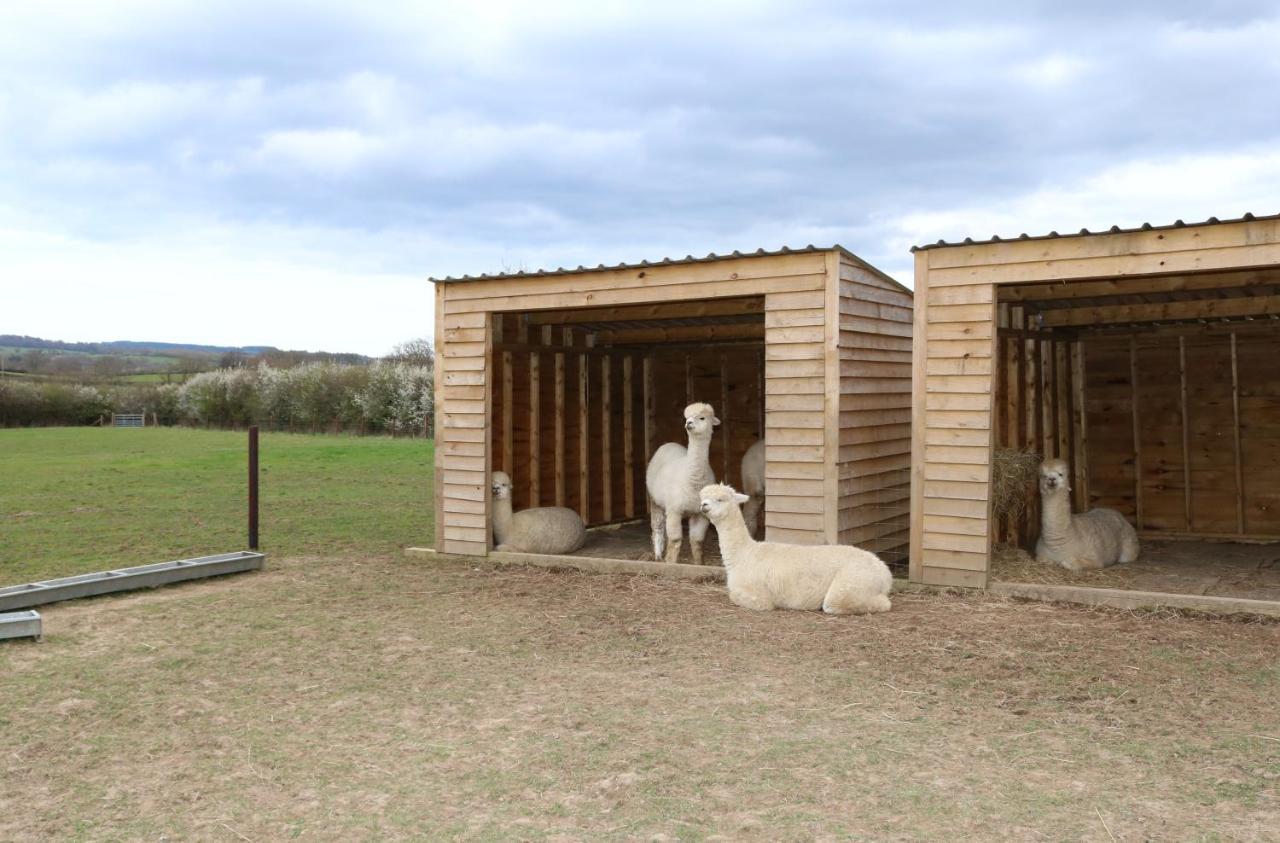 Dartmoor Reach Alpaca Farm Heated Cabins 5 Mins Drive To Dartmoor Bovey Tracey Ngoại thất bức ảnh