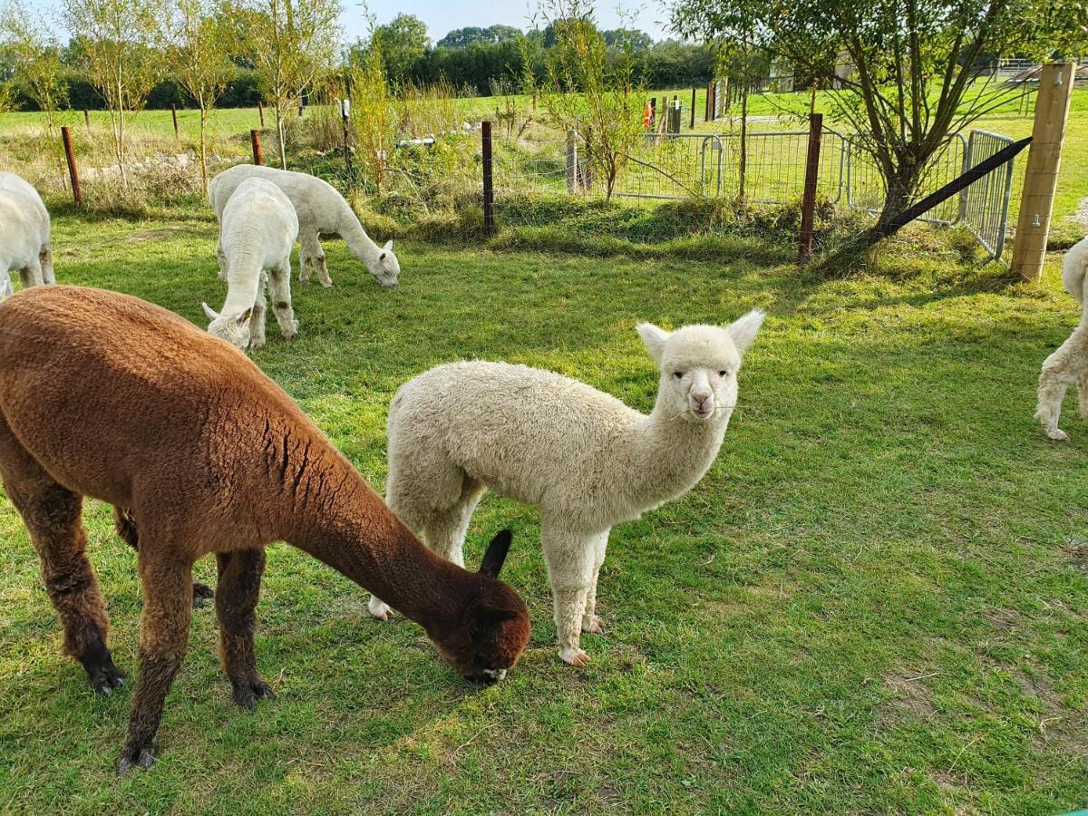Dartmoor Reach Alpaca Farm Heated Cabins 5 Mins Drive To Dartmoor Bovey Tracey Ngoại thất bức ảnh