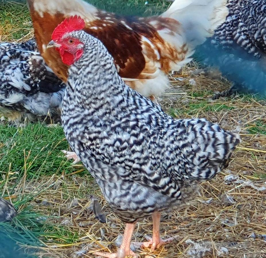 Dartmoor Reach Alpaca Farm Heated Cabins 5 Mins Drive To Dartmoor Bovey Tracey Ngoại thất bức ảnh