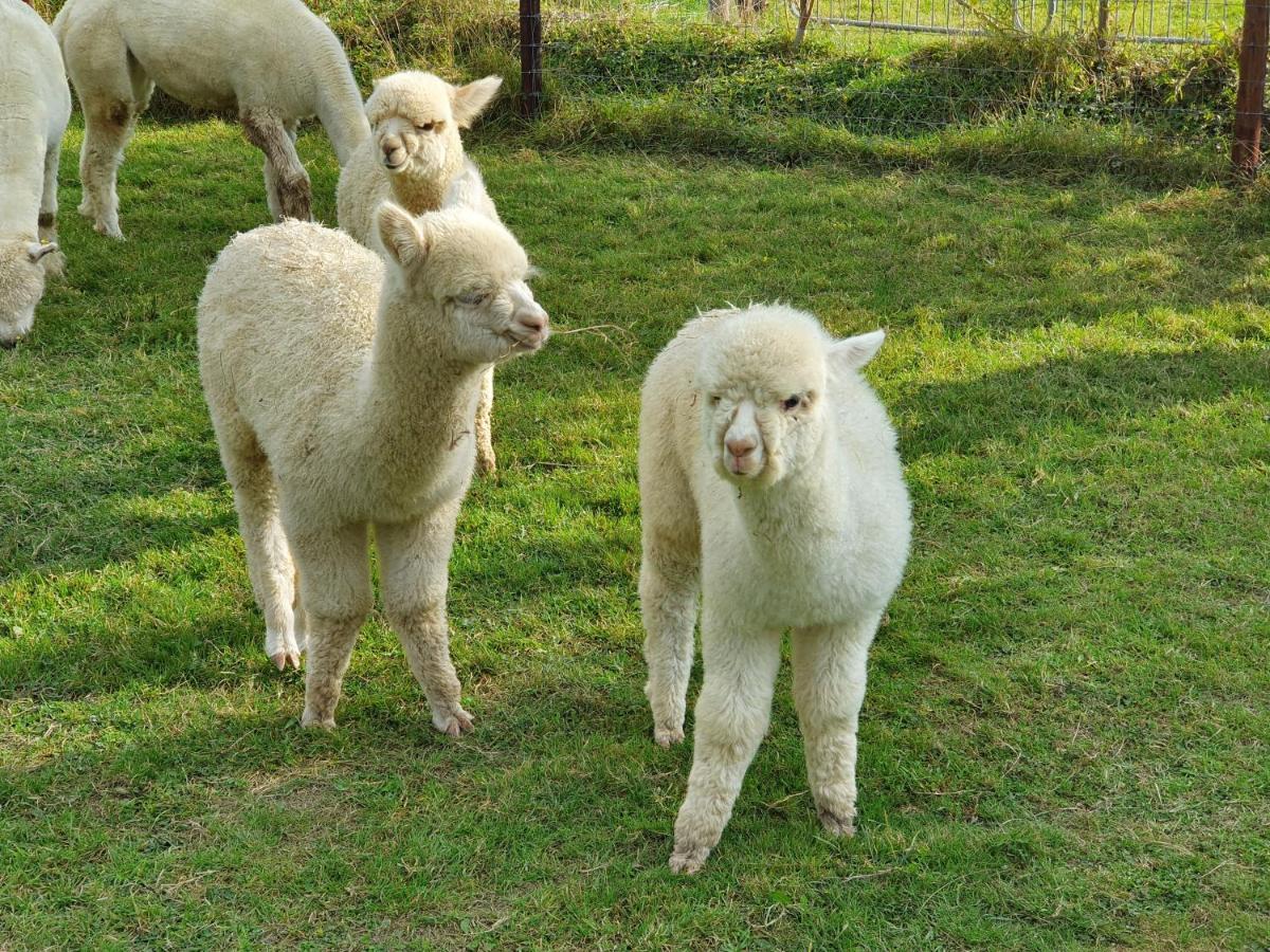 Dartmoor Reach Alpaca Farm Heated Cabins 5 Mins Drive To Dartmoor Bovey Tracey Ngoại thất bức ảnh