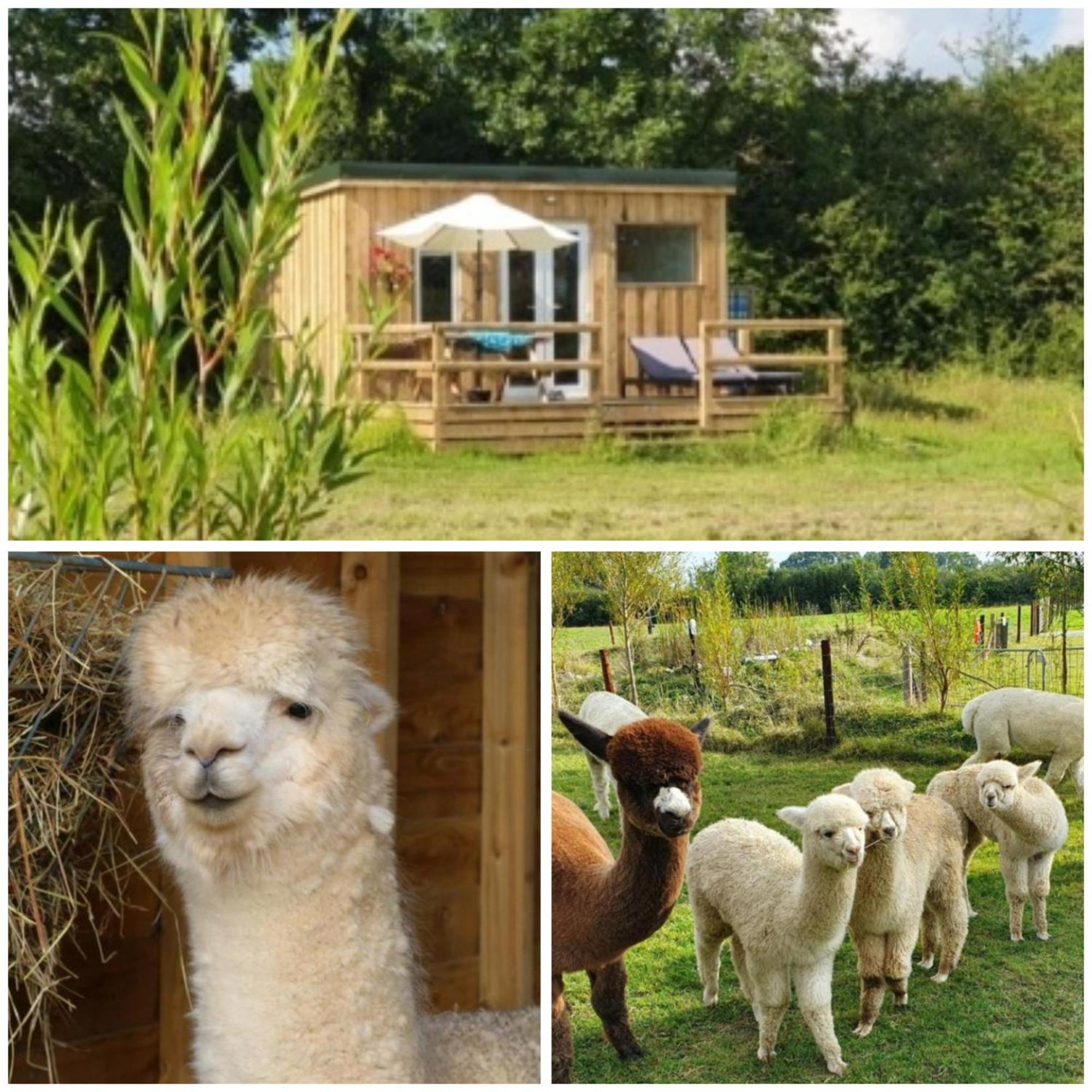 Dartmoor Reach Alpaca Farm Heated Cabins 5 Mins Drive To Dartmoor Bovey Tracey Ngoại thất bức ảnh