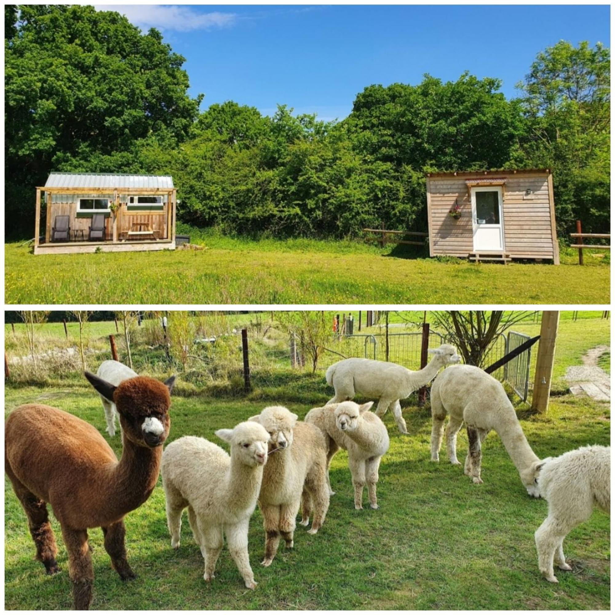 Dartmoor Reach Alpaca Farm Heated Cabins 5 Mins Drive To Dartmoor Bovey Tracey Phòng bức ảnh