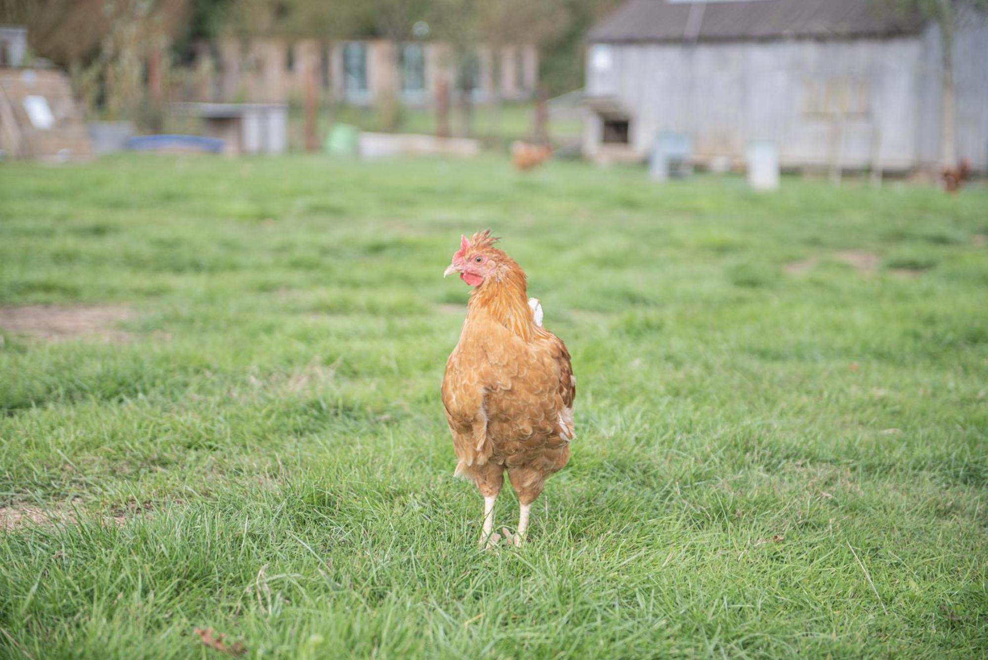 Dartmoor Reach Alpaca Farm Heated Cabins 5 Mins Drive To Dartmoor Bovey Tracey Phòng bức ảnh