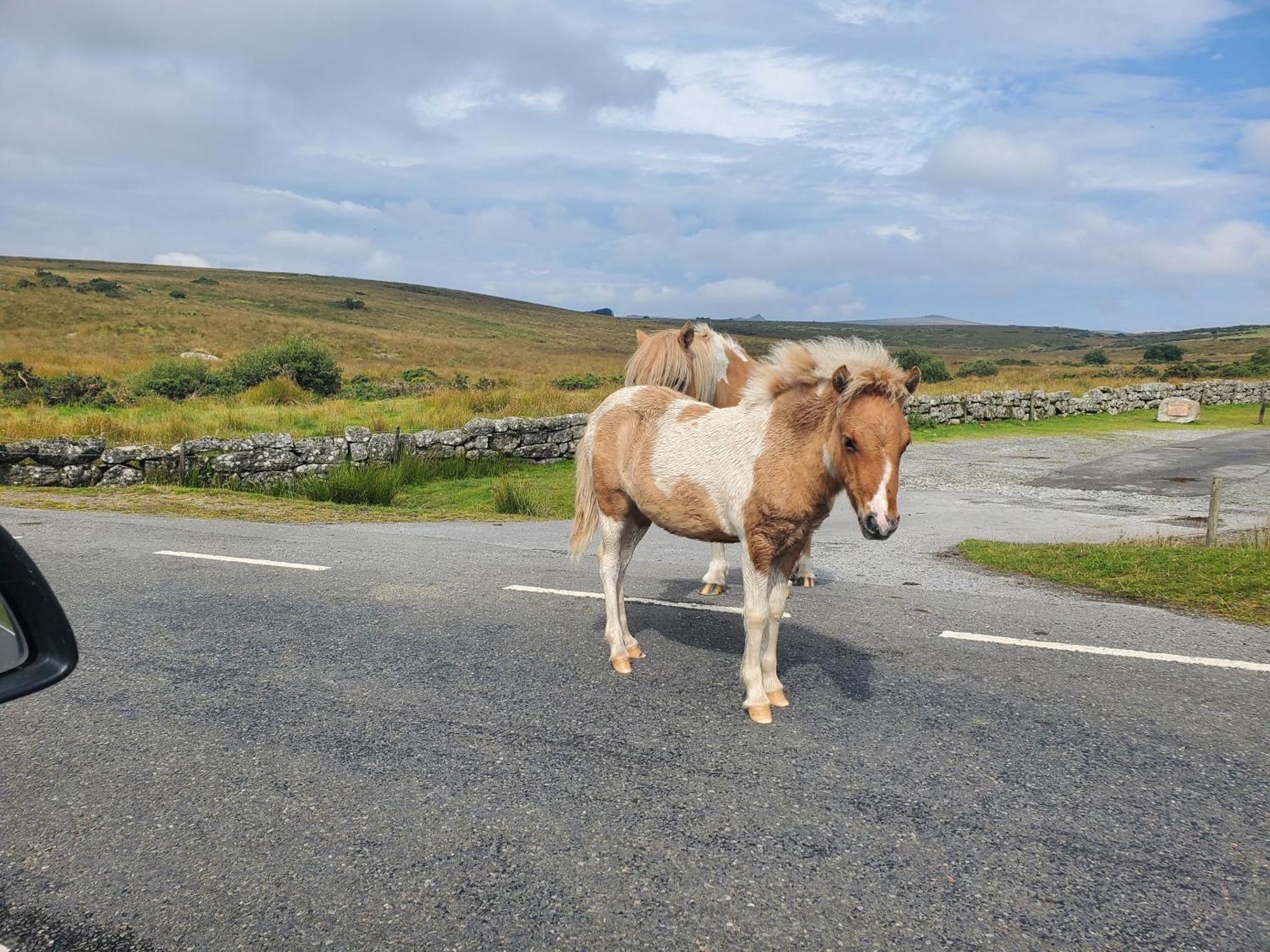 Dartmoor Reach Alpaca Farm Heated Cabins 5 Mins Drive To Dartmoor Bovey Tracey Ngoại thất bức ảnh