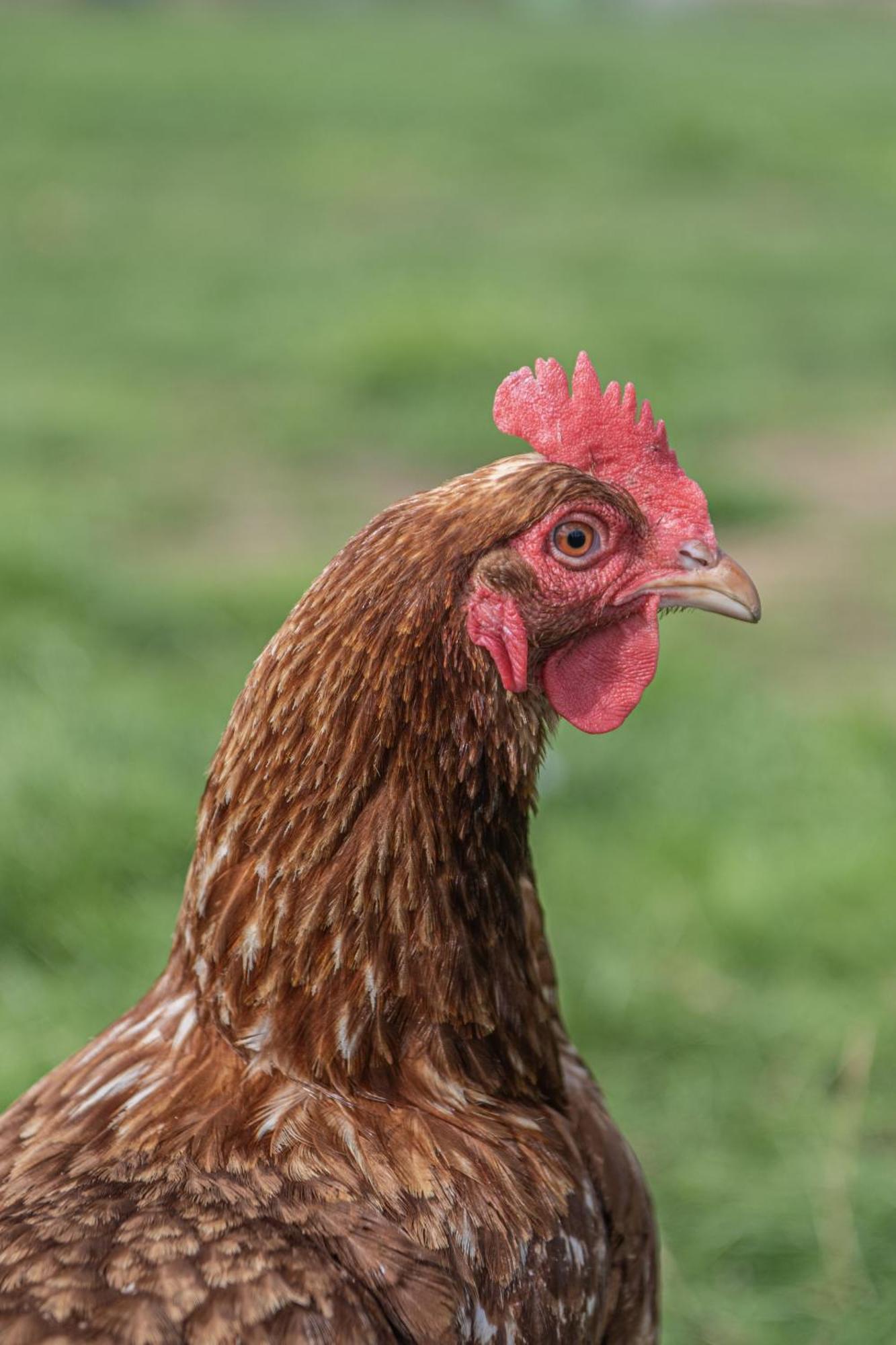 Dartmoor Reach Alpaca Farm Heated Cabins 5 Mins Drive To Dartmoor Bovey Tracey Ngoại thất bức ảnh
