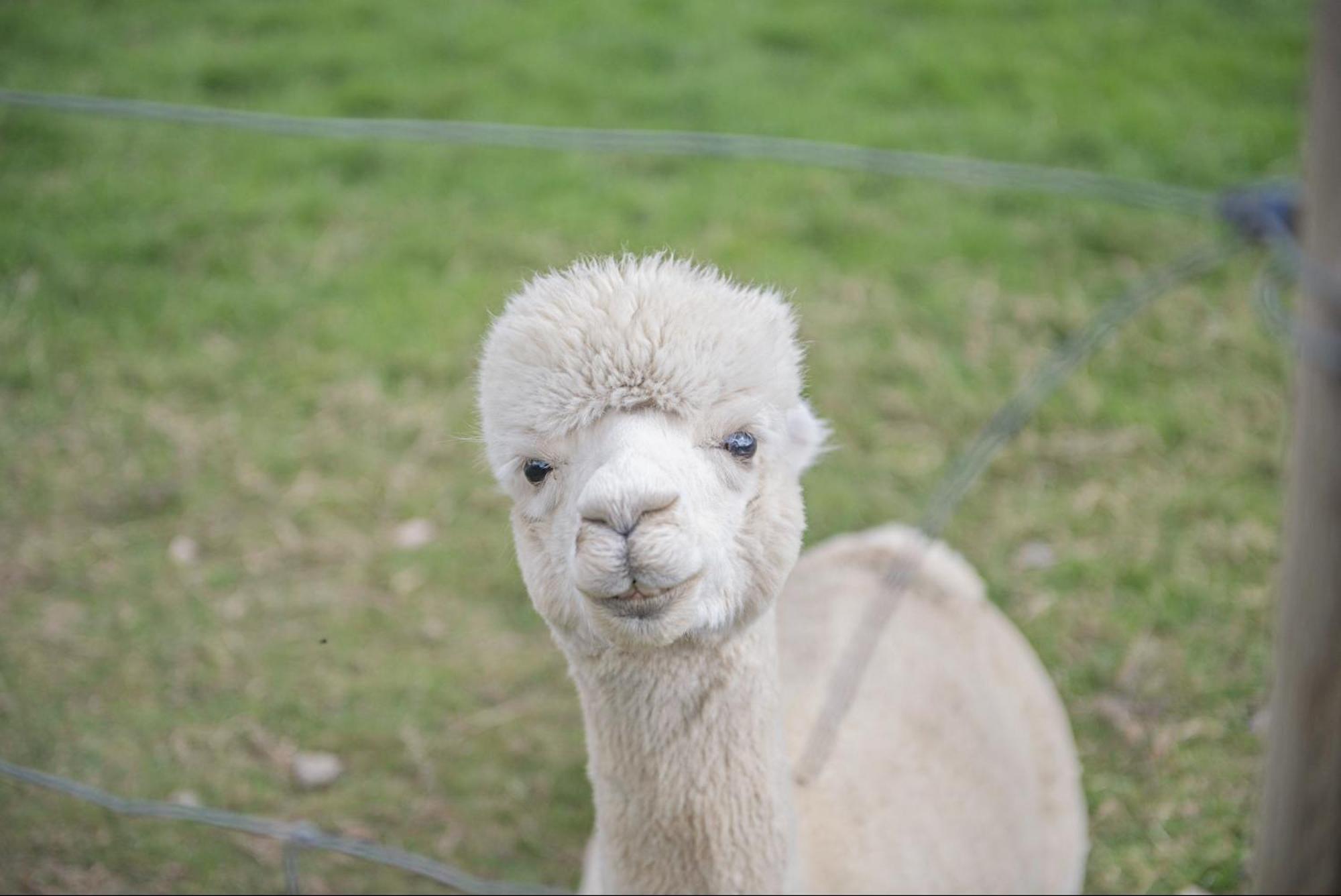 Dartmoor Reach Alpaca Farm Heated Cabins 5 Mins Drive To Dartmoor Bovey Tracey Ngoại thất bức ảnh