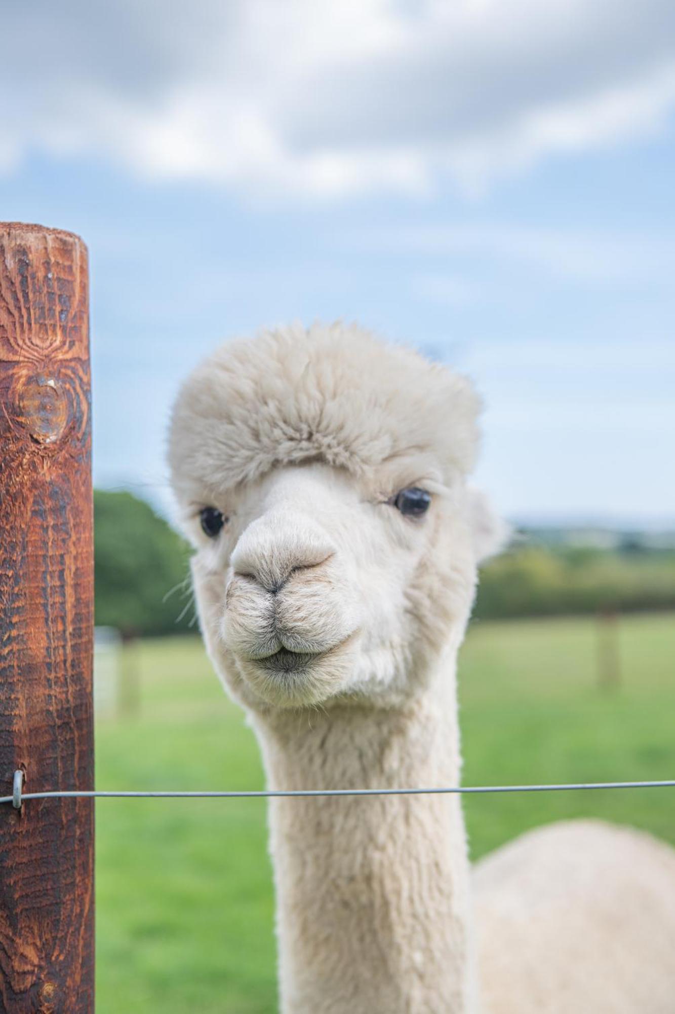 Dartmoor Reach Alpaca Farm Heated Cabins 5 Mins Drive To Dartmoor Bovey Tracey Phòng bức ảnh